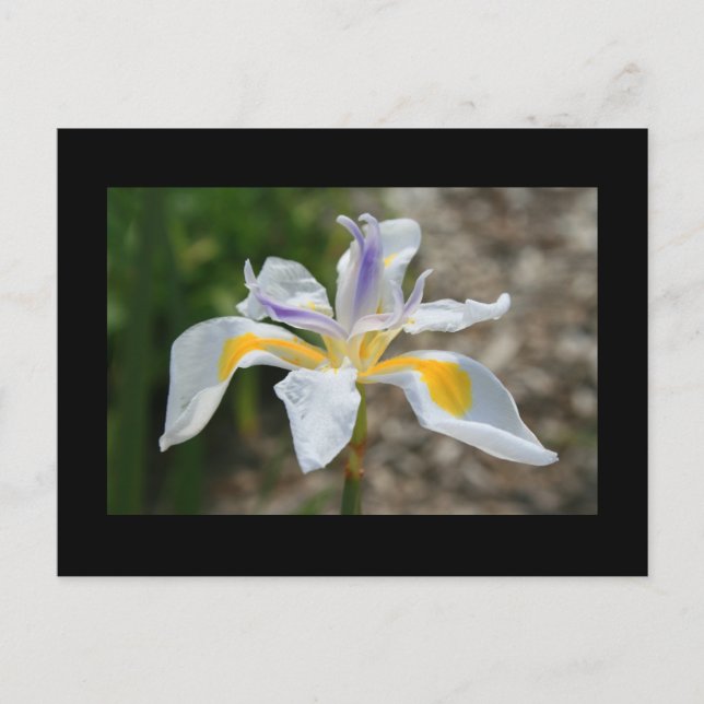 Vit Butterfly Iris Flower vycard Vykort (Framsida)