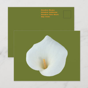 Vit Calla Lila Blomma Bakgård Trädgård Foto Vykort