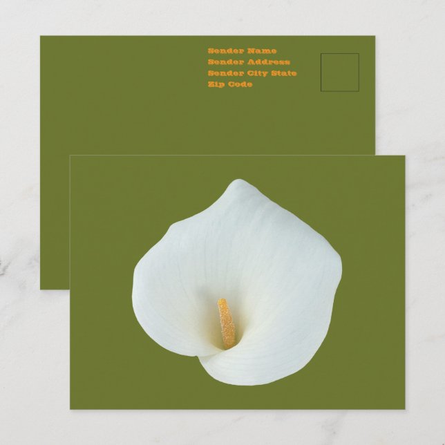 Vit Calla Lila Blomma Bakgård Trädgård Foto Vykort (Fram/baksida)