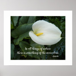 Vit Calla Lily Aristoteles Filosofisk Citat Poster