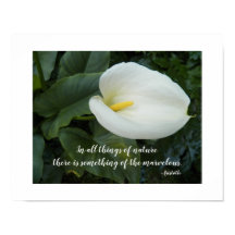 Vit Calla Lily Aristoteles Filosofisk Citat