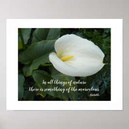 Vit Calla Lily Aristoteles Filosofisk Citat Poster