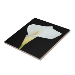 Vit Calla Lily Blomma Trädgård Bakgård Foto Kakelplatta