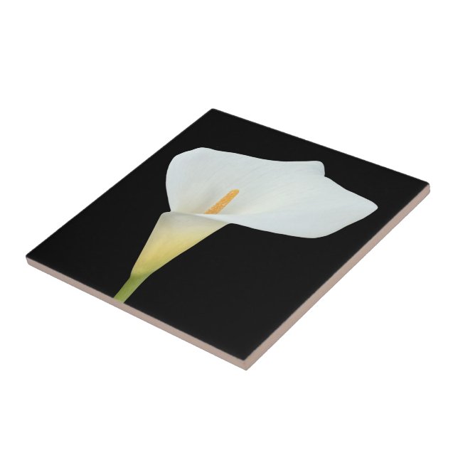 Vit Calla Lily Blomma Trädgård Bakgård Foto  Kakelplatta (Sidan)