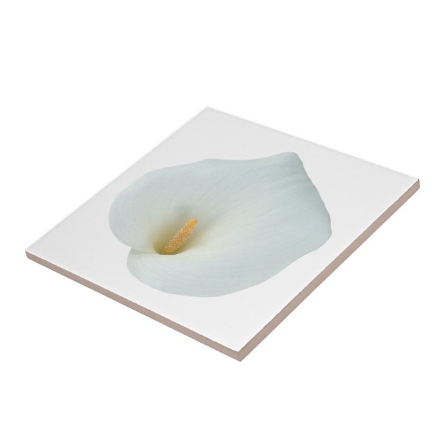 Vit Calla Lily Blomma Trädgård Bakgård Foto  Kakelplatta (Sidan)