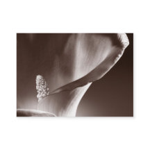 Vit Calla Lily, svart bakgrund