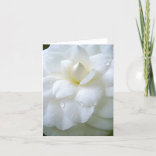 Vit Camellia med dagg Tack Kort