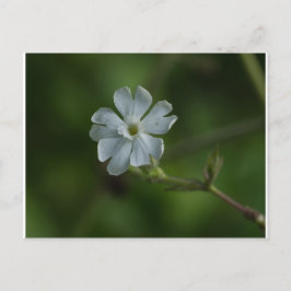 Vit Campion Wildbloms Blommigt Postcard Vykort