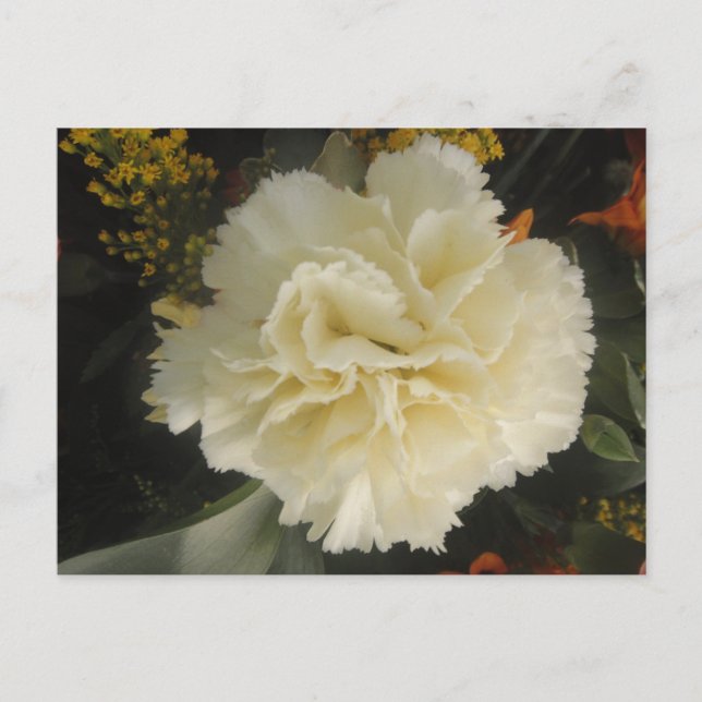 Vit Carnation Beauty med vykort (Framsida)