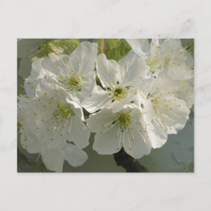 Vit Cherry-Blommar vykort