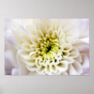 Vit Chyrsanthemum-blomma Poster