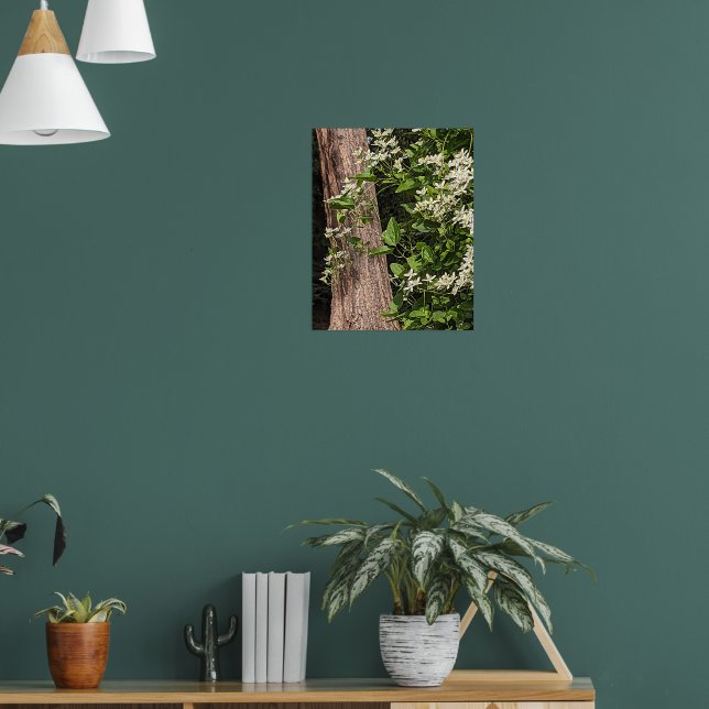 Vit Clematis Blommande Höstblomma Poster (Vardagsrum 1)