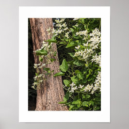 Vit Clematis Blommande Höstblomma Poster