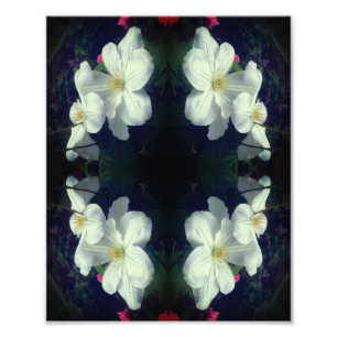Vit Clematis Flower Pair-Abstrakt 8x10 Fototryck