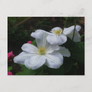 Vit Clematis Pair Flower vycard Vykort