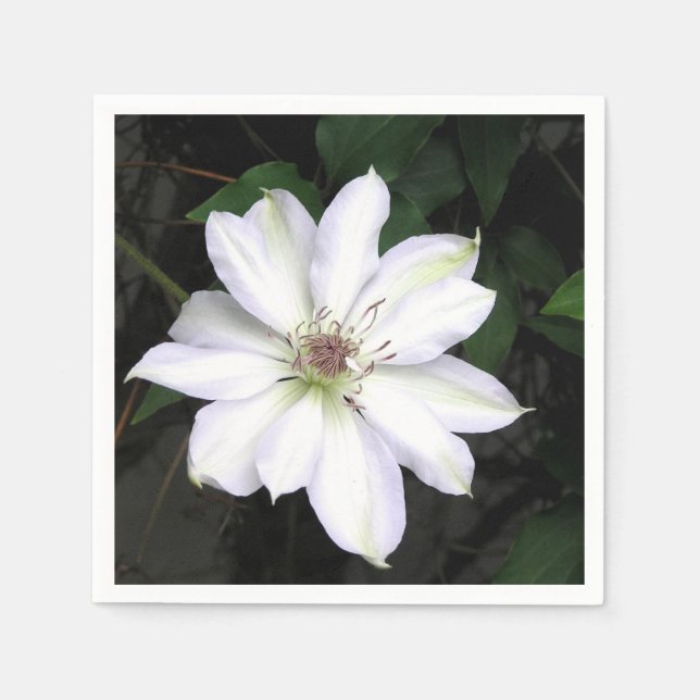 Vit Clematisblomma Pappersservett (Framsidan)