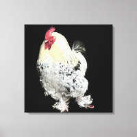 Vit Cockerel med fjäderfötter nr 2
