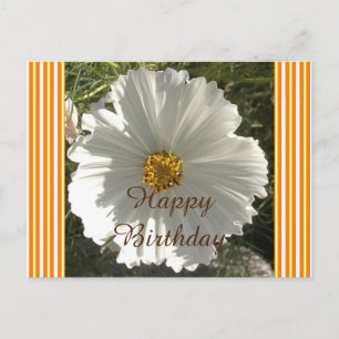 Vit Cosmos Flower Birthday-vykort Vykort