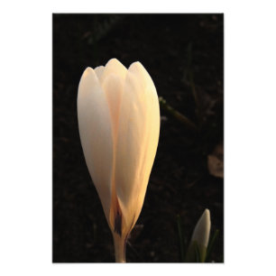 Vit Crocus på Mörkens bakgrundsfoto Fototryck