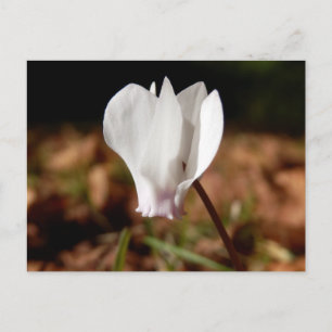 Vit Cyclamen-vykort Vykort