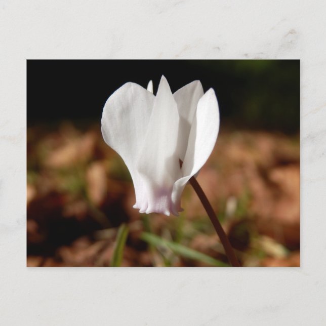 Vit Cyclamen-vykort Vykort (Framsida)
