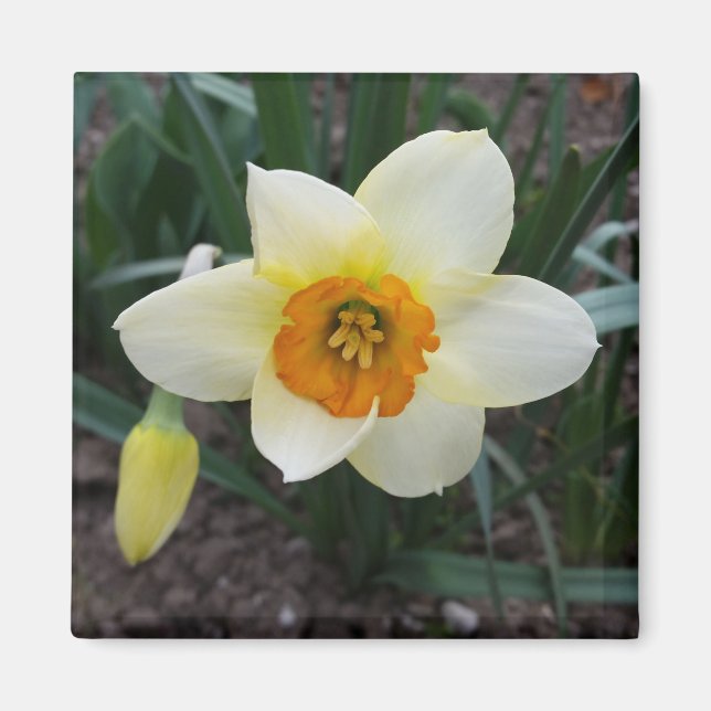 vit daffodil-skugga magnet (Framsidan)