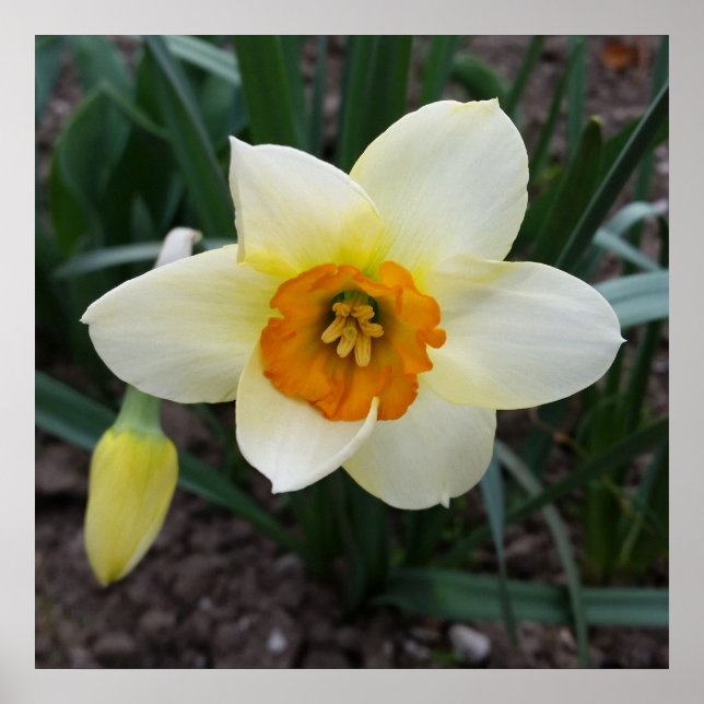 vit daffodil-skugga poster (Framsidan)