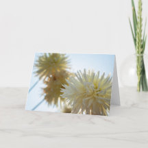 Vit Dahlia Glad Hanukkah