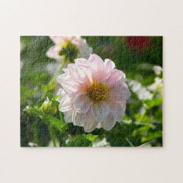 Vit dahlia i trädgården foto pussel