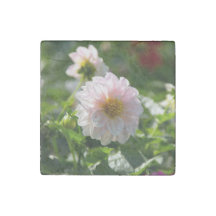 Vit dahlia i trädgården foto