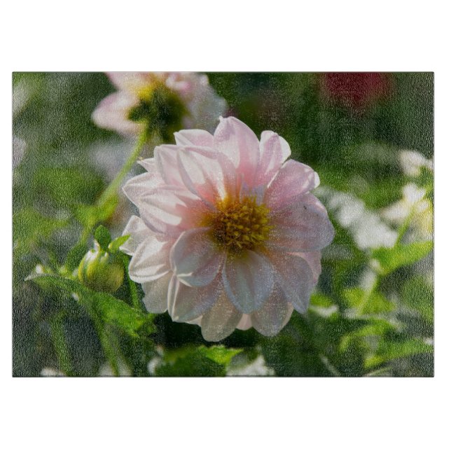Vit dahlia i trädgårdsfotot (Framsidan)