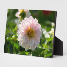 Vit dahlia i trädgårdsfotot