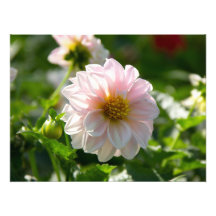 Vit dahlia i trädgårdsfotot