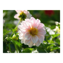 Vit dahlia i trädgårdsfotot fototryck