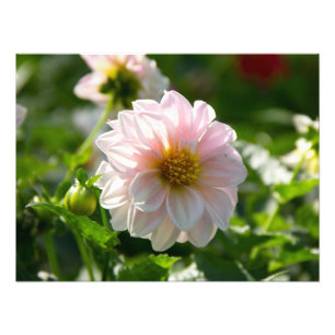 Vit dahlia i trädgårdsfotot fototryck