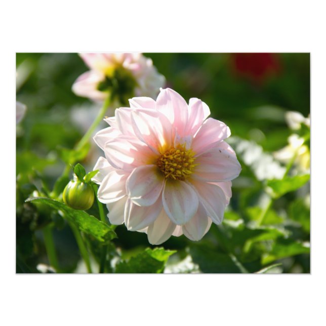 Vit dahlia i trädgårdsfotot fototryck (Framsidan)
