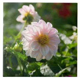 Vit dahlia i trädgårdsfotot kakelplatta