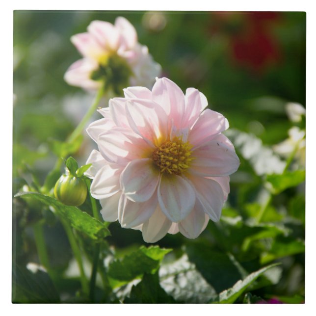 Vit dahlia i trädgårdsfotot kakelplatta (Framsidan)