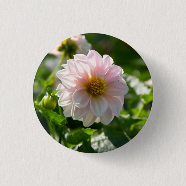 Vit dahlia i trädgårdsfotot knapp (Framsida)