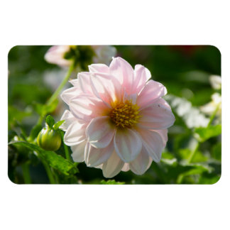Vit dahlia i trädgårdsfotot magnet