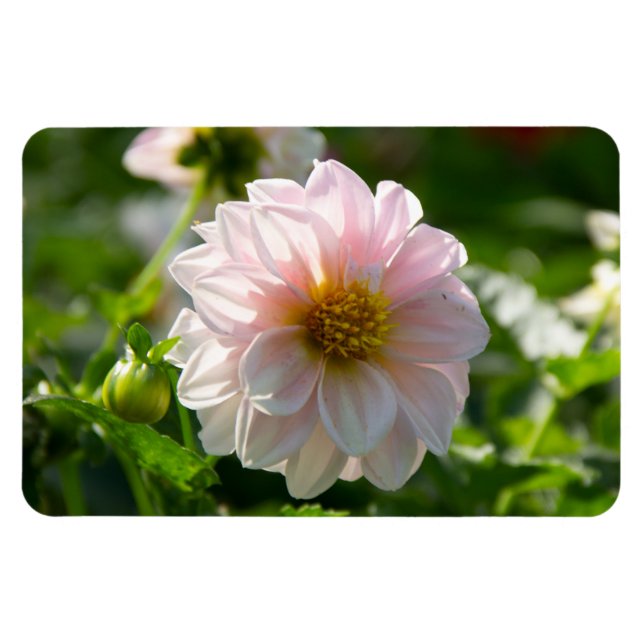 Vit dahlia i trädgårdsfotot magnet (Horisontell)