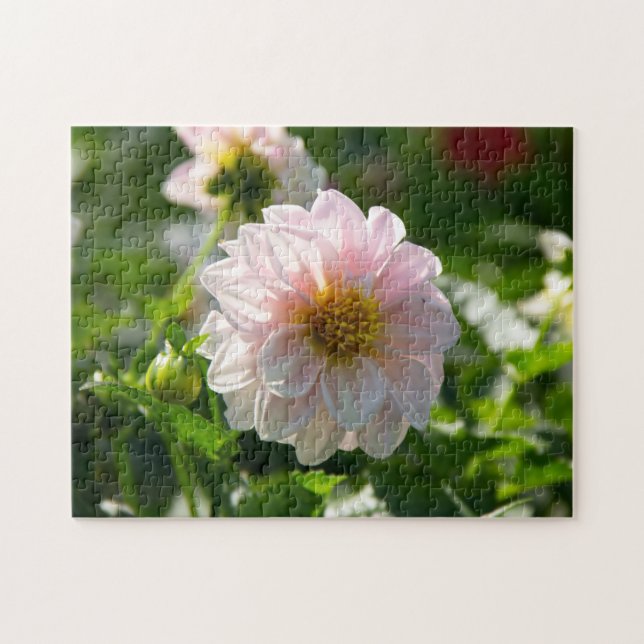 Vit dahlia i trädgårdsfotot pussel (Horisontell)