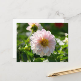 Vit dahlia i trädgårdsfotot vykort