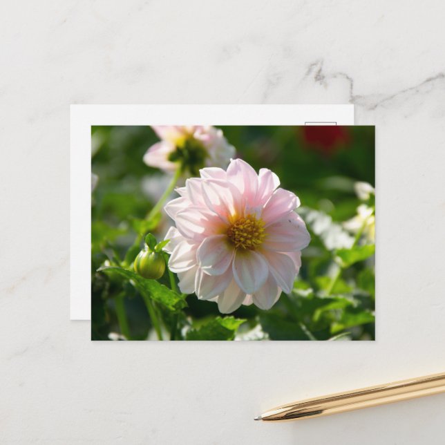 Vit dahlia i trädgårdsfotot vykort (Fram/Back In Situ)