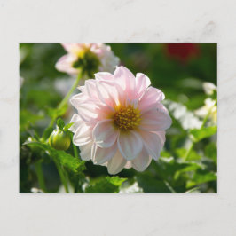 Vit dahlia i trädgårdsfotot vykort