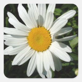 vit daisy blomma fyrkantigt klistermärke