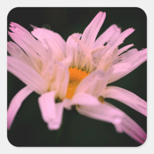 Vit Daisy blomma Fyrkantigt Klistermärke