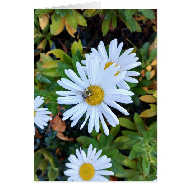 Vit Daisy blomma med ett Blankt bikort Hälsningskort (Framsidan)