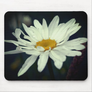 Vit Daisy blomma Musmatta