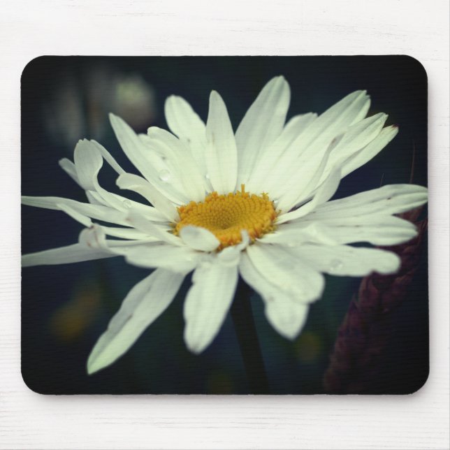 Vit Daisy blomma Musmatta (Framsidan)